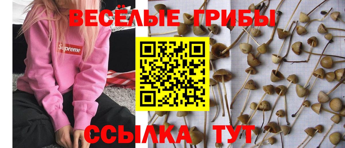 Курчалой  Галлюциногенные грибы Psilocybine cubensis  Вход с VPN 
